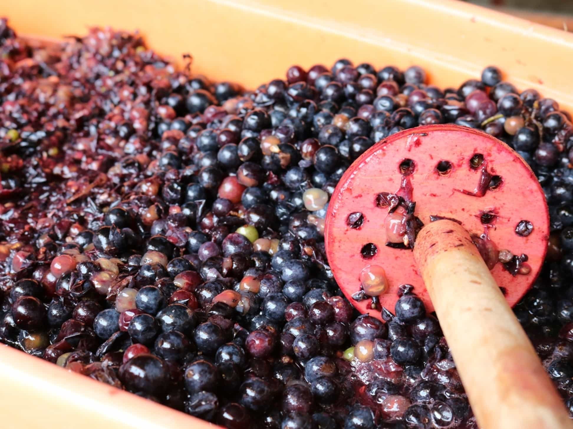 Foto Cum se face vinul de casa: de la culesul strugurilor pana la imbutelierea acestuia